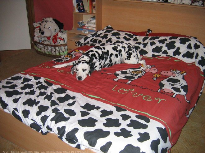 Photo de Dalmatien