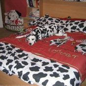 Photo de Dalmatien