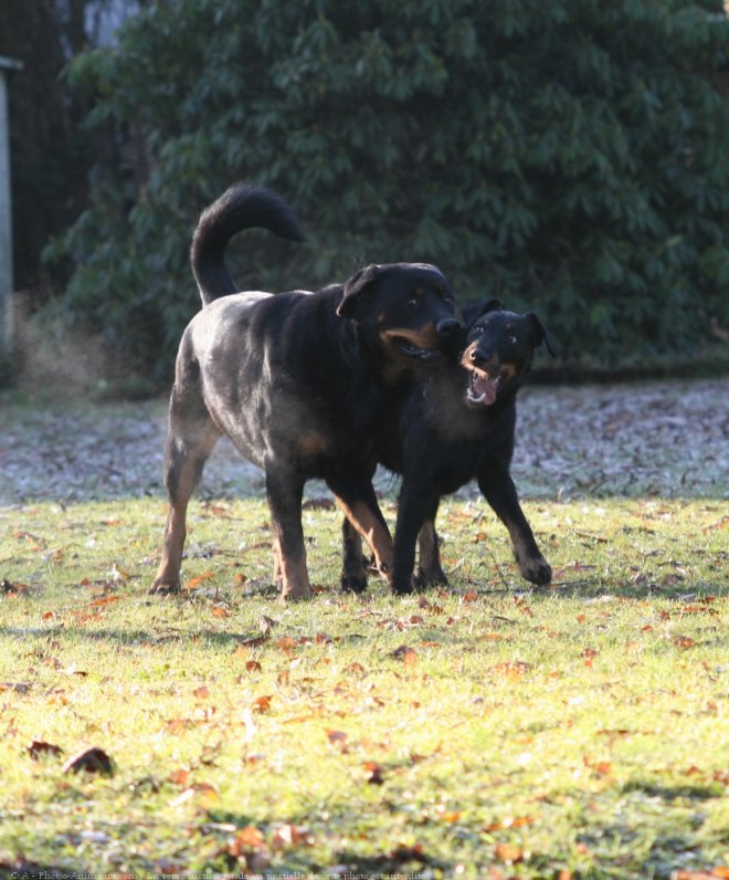 Photo de Rottweiler