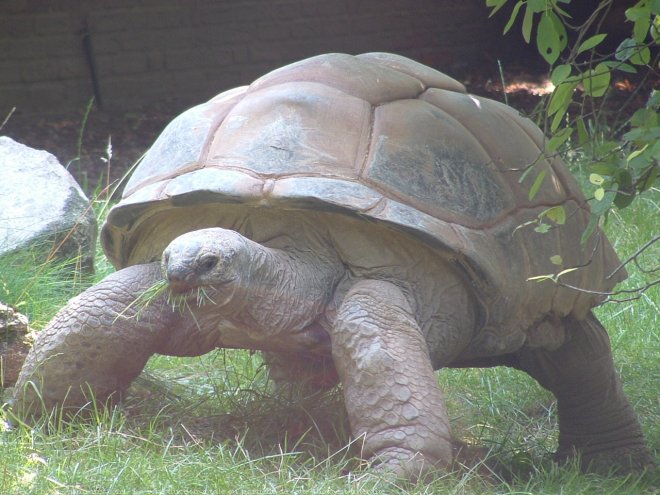 Photo de Tortue