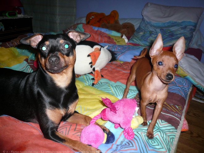 Photo de Pinscher allemand