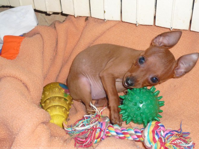 Photo de Pinscher nain