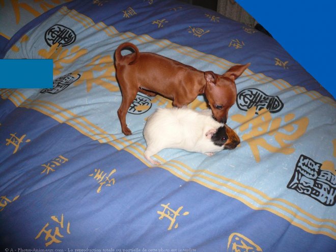 Photo de Pinscher nain