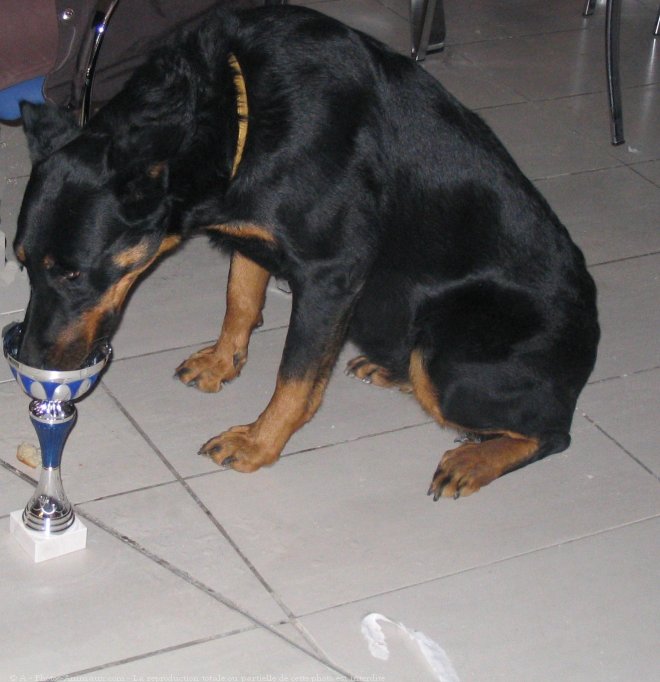 Photo de Dobermann