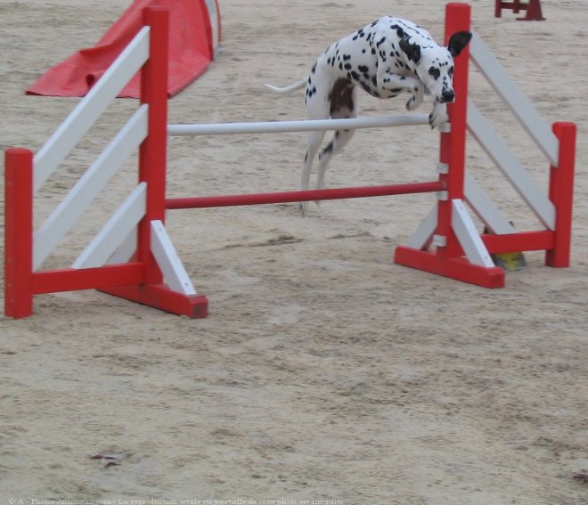 Photo de Dalmatien