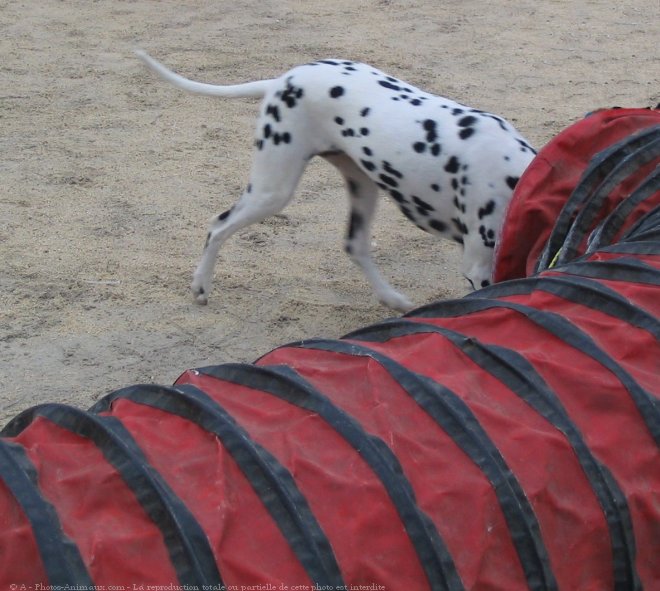 Photo de Dalmatien