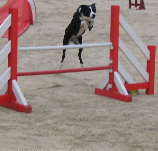 Photo de Border collie