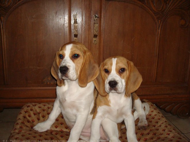 Photo de Beagle