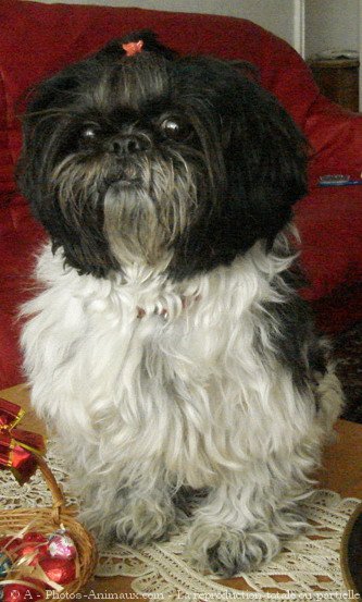 Photo de Shih tzu