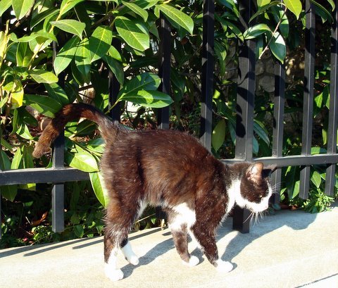 Photo de Chat domestique