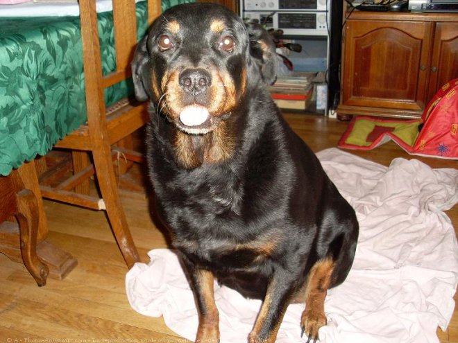 Photo de Rottweiler