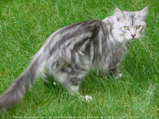 Photo de Maine coon