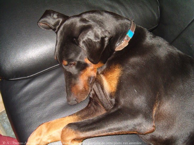 Photo de Dobermann