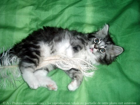 Photo de Maine coon