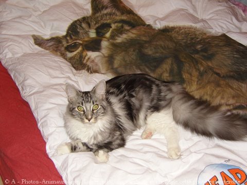 Photo de Maine coon