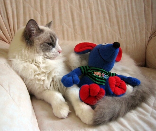 Photo de Ragdoll