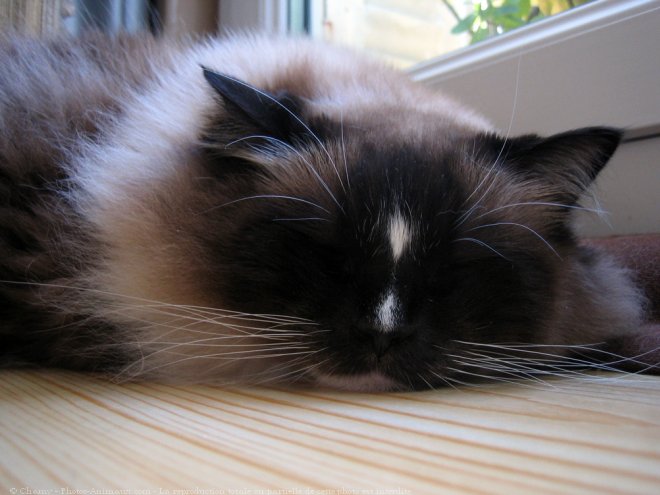 Photo de Ragdoll