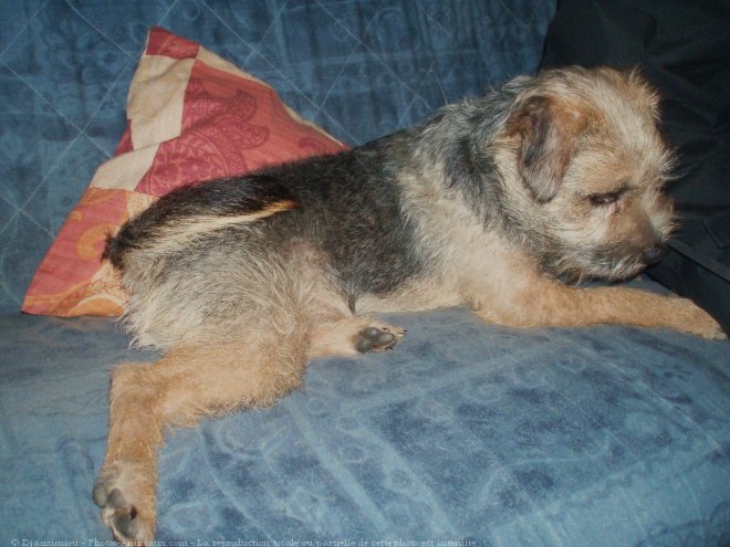 Photo de Border terrier