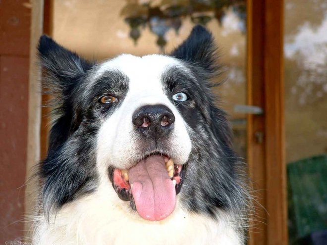 Photo de Border collie