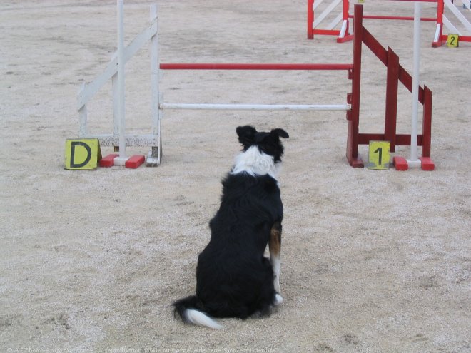 Photo de Border collie