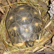 Photo de Tortue