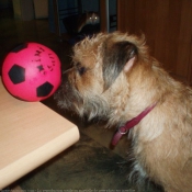 Photo de Border terrier