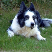 Photo de Border collie