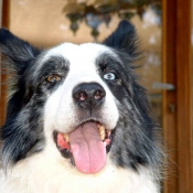 Photo de Border collie