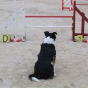 Photo de Border collie