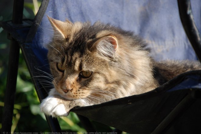 Photo de Maine coon