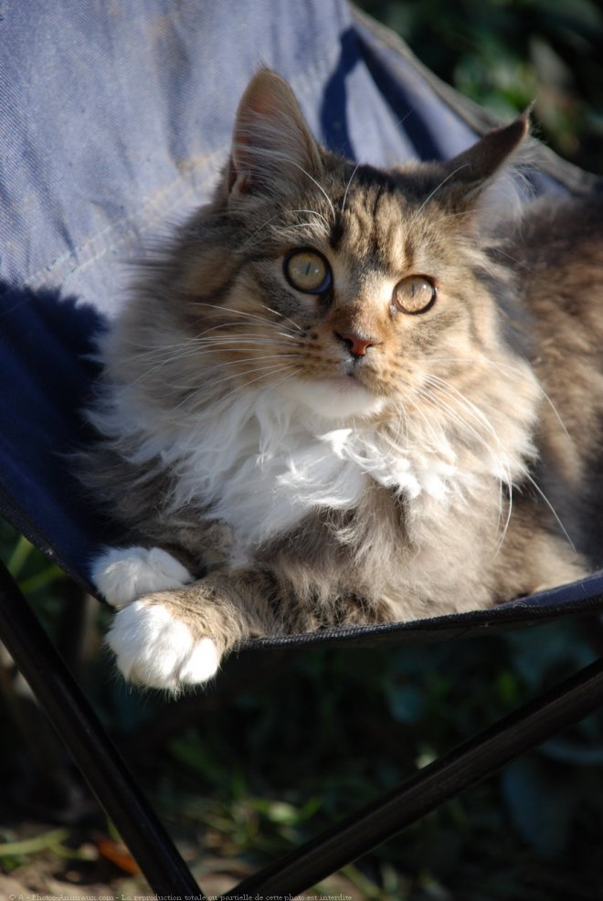 Photo de Maine coon