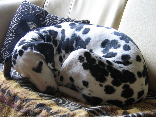 Photo de Dalmatien