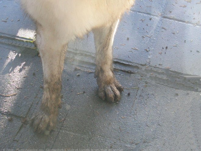 Photo de Berger blanc suisse