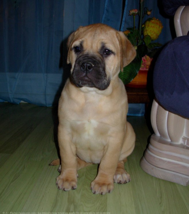 Photo de Bullmastiff