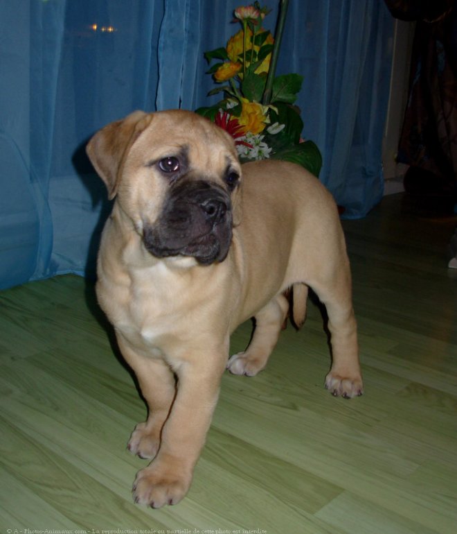 Photo de Bullmastiff