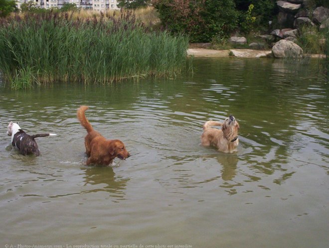 Photo de Golden retriever