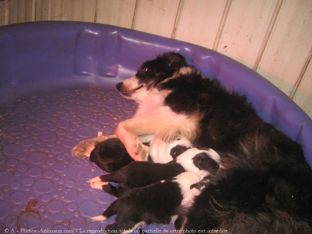 Photo de Border collie