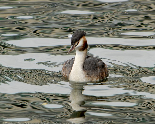 Photo de Canard