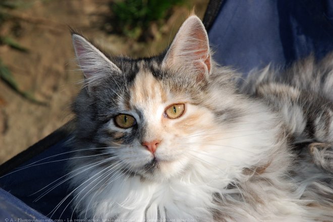 Photo de Maine coon