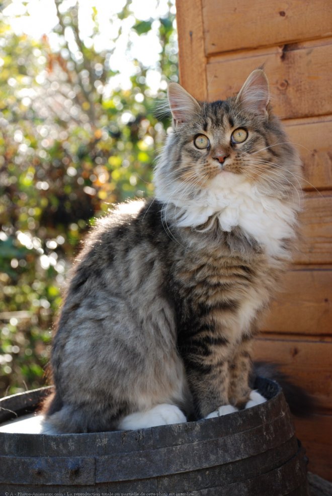 Photo de Maine coon