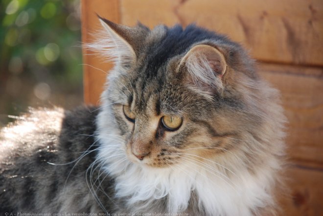 Photo de Maine coon