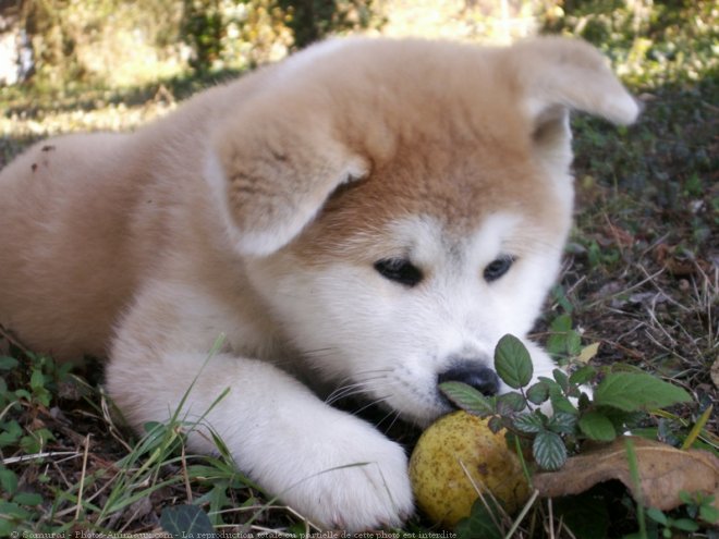 Photo d'Akita inu