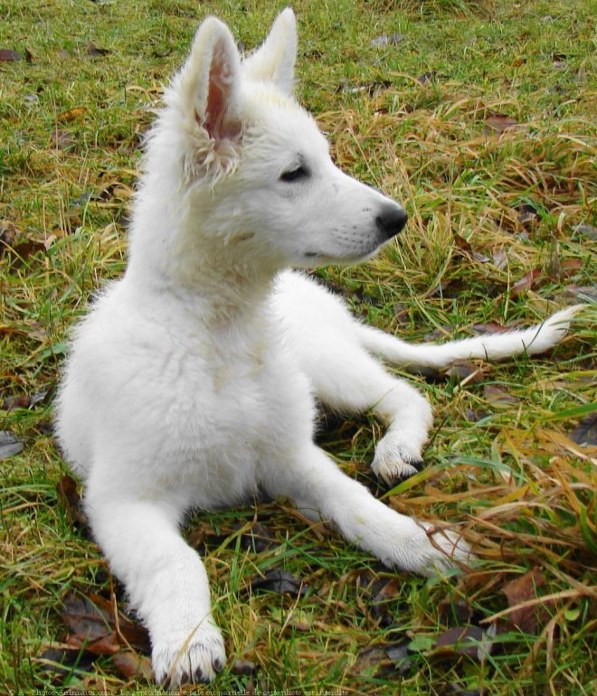 Photo de Berger blanc suisse