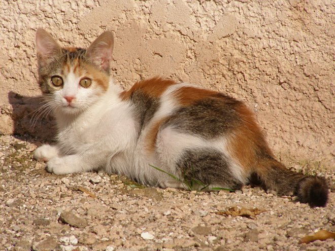 Photo de Chat domestique