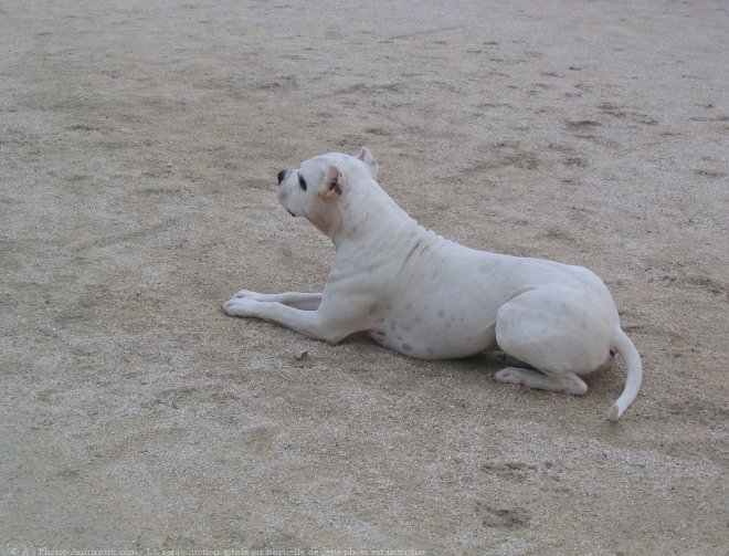 Photo de Dogue argentin