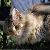 Photo de Maine coon