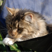 Photo de Maine coon