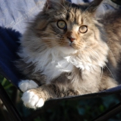 Photo de Maine coon