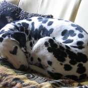 Photo de Dalmatien