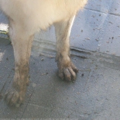 Photo de Berger blanc suisse